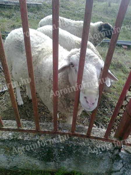 Juh Birka Kos eladó