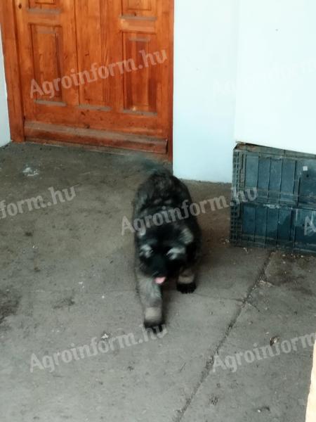 Sarplaninac kölykök szerető gazdát keresnek