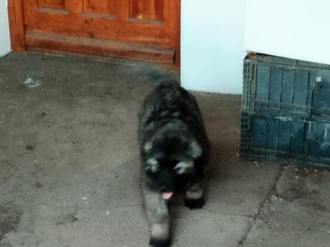 Sarplaninac kölykök szerető gazdit keresnek