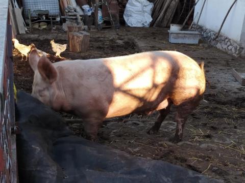 Tápmentes házi hízó eladó