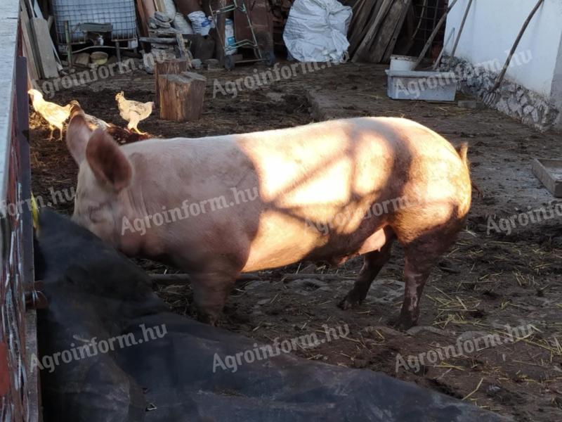 Tápmentes házi hízó eladó