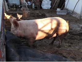 Tápmentes házi hízó eladó