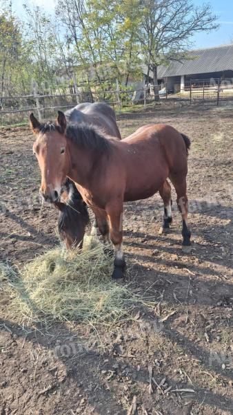 Magyar hidegvérű csődör csikó eladó