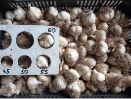 Makói őszi fokhagyma