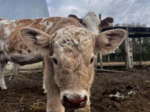 Kettős hasznosítású tehenek és tenyészbika eladó egyben