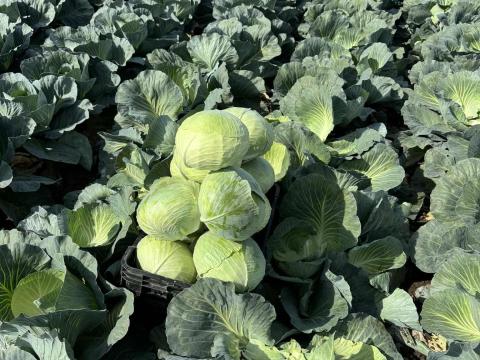 Fejes káposzta, lila és kelkáposzta eladó Kecskeméten termelőtől