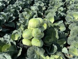 Fejes káposzta, lila káposzta és kelkáposzta eladó 