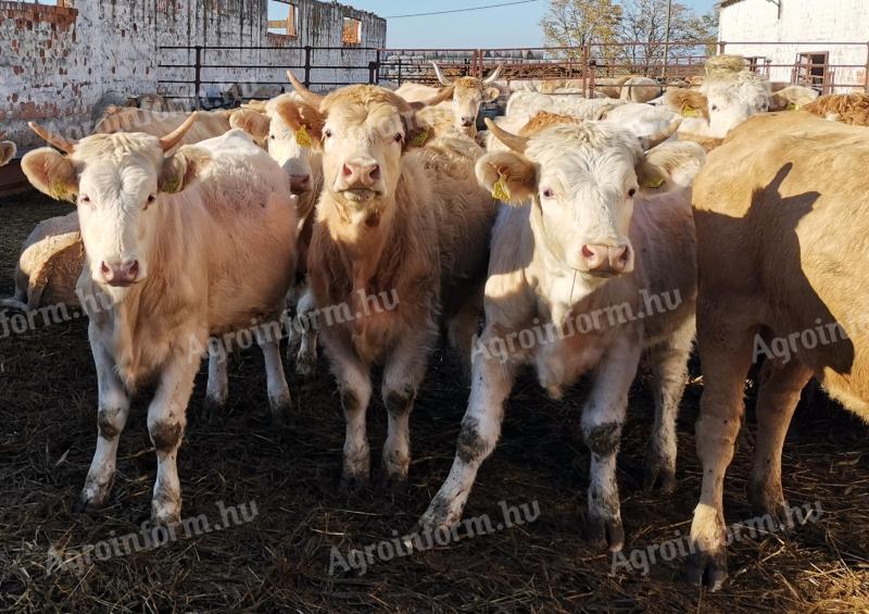 Charolais-keverék üszők eladók