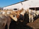 Charolais-keverék üszők eladók