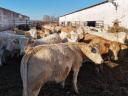 Charolais-keverék üszők eladók