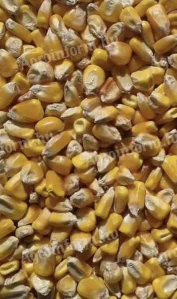Takarmánykukorica eladó 50 kg zsákokban