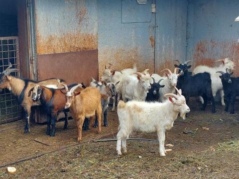 Kecskegida vágnivaló kecske gida