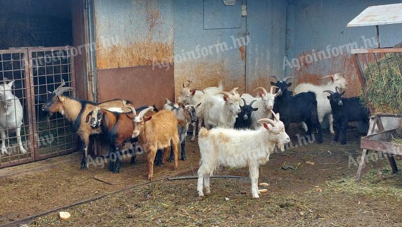 Kecskegida vágnivaló kecske gida