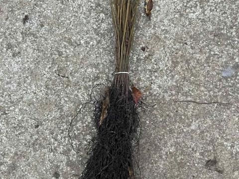 Datolyaszilva alany csemete eladó