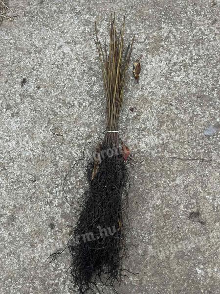 Datolyaszilva alany csemete eladó