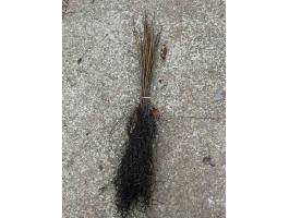 Datolyaszilva csemete eladó