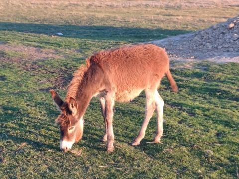 Magyar Parlagi szamár csikók eladók