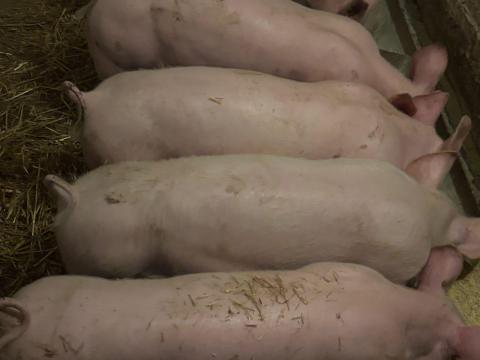 Hízót cserélek tüzifára kazán méretbe.