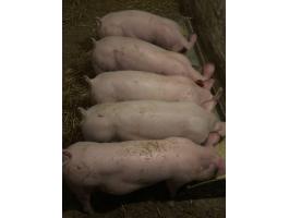 Hízót cserélek tüzifára kazán méretbe.