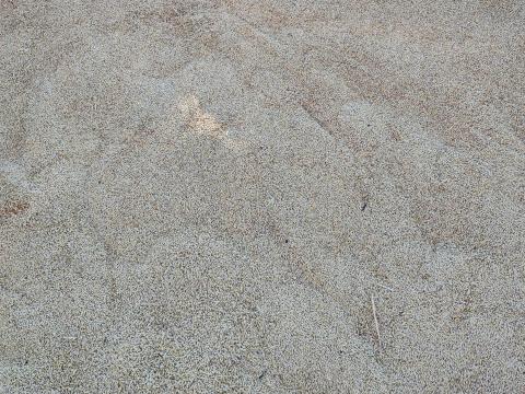 Tavaszi árpa szegeden Eladó