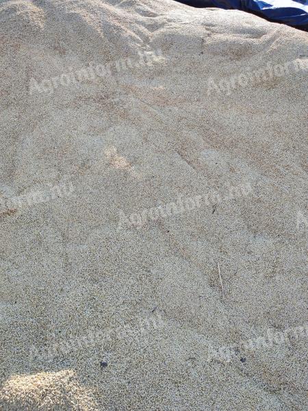 Tavaszi árpa szegeden Eladó