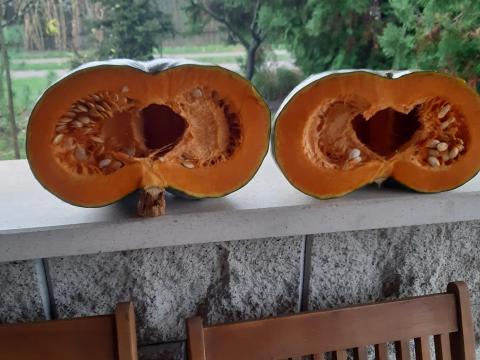 Sütőtök eladó Nagydobosi termelőtől Debrecen közelében