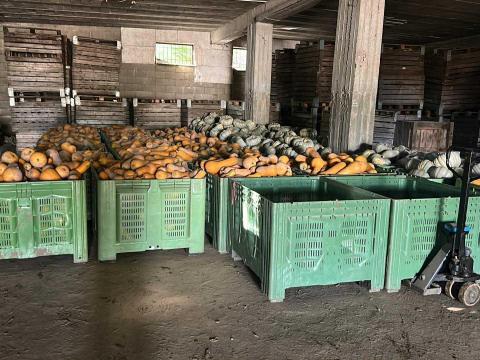 Orange , Sampson sütőtök eladó !