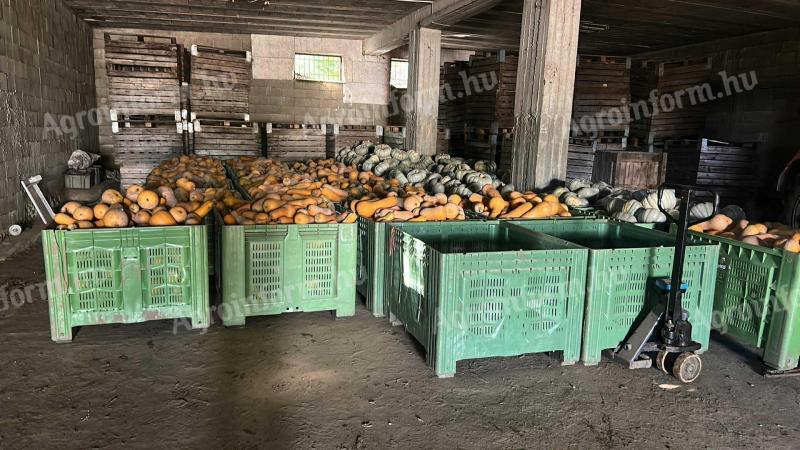 Orange , Sampson sütőtök eladó !