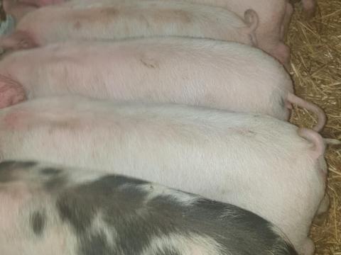 Eladó 7 db szép Pietrain malac