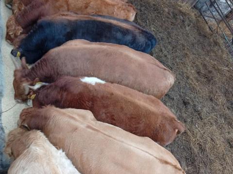 Bikaborjú és üszőborjú eladó