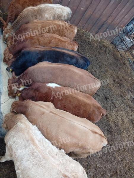 Bikaborjú és üszőborjú eladó