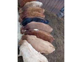 Bikaborjú és üszőborjú eladó