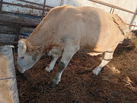 Tehén vágásra eladó