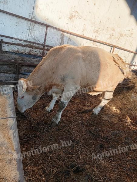 Tehén vágásra eladó
