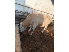 Tehén vágásra eladó