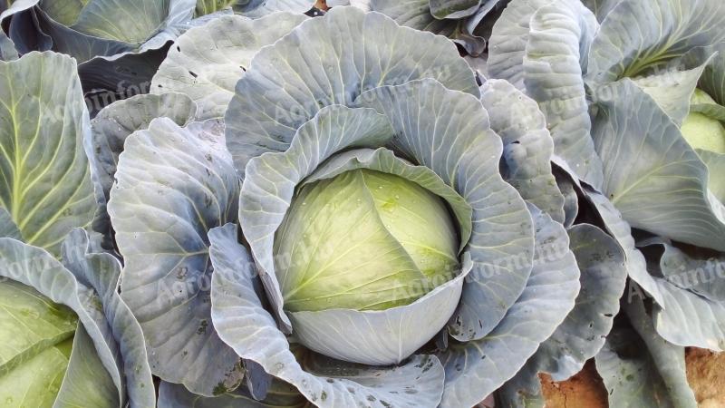 Fejes káposzta eladó