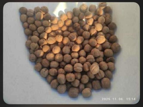 Milotai M10 idei,  szárított héjas dió