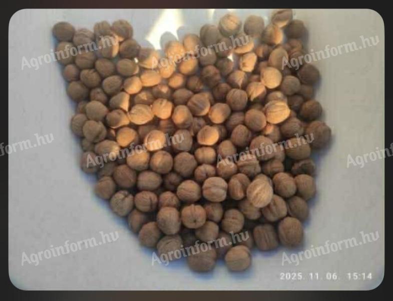 Milotai M10 idei,  szárított héjas dió