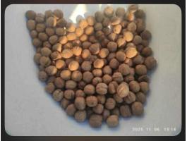 Milotai M10 idei,  szárított héjas dió