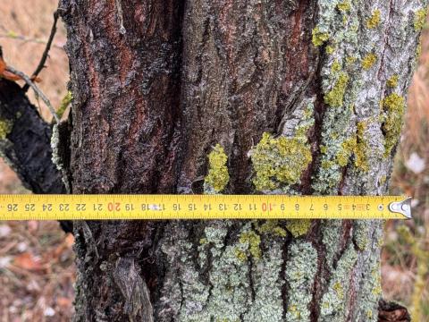 50 ha eladó nyárfaerdő Hajdú-Bihar vármegyében