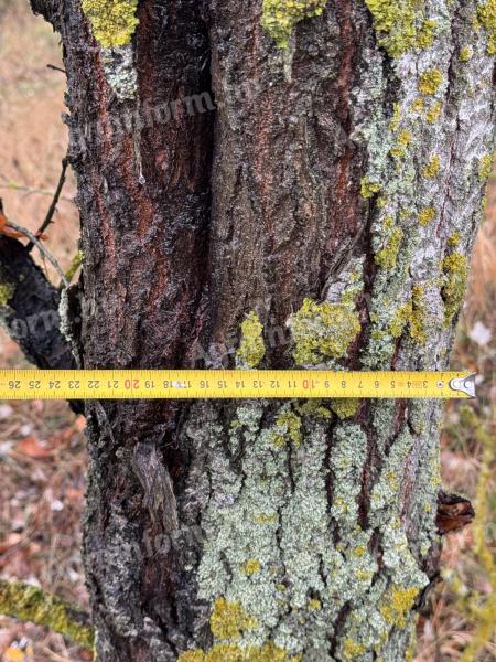 50 ha eladó nyárfaerdő Hajdú-Bihar vármegyében