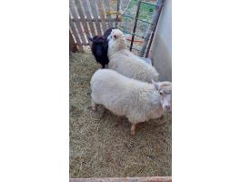 Eladó jerke bárányok