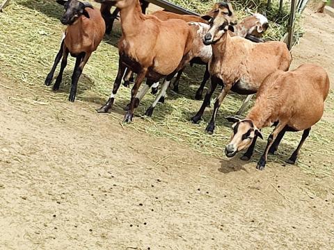 Eladó kameruni bárány