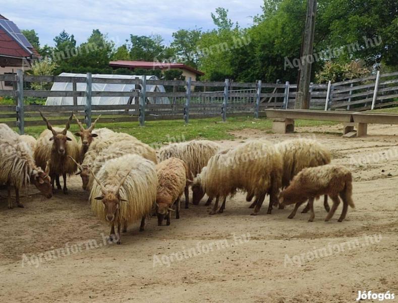 Eladó racka kos bárány