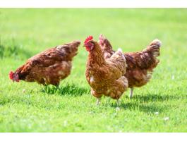 Ünnepi Red Master csirke vásár! 2,5 kg súlyú jércék