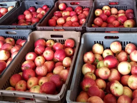 Mézédes téli Jonaweld és téli Redrom alma eladó