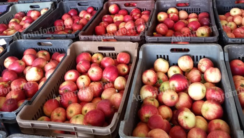 Mézédes téli Jonaweld és téli Redrom alma eladó