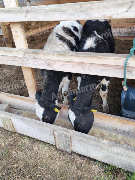 Holstein üszők eladók