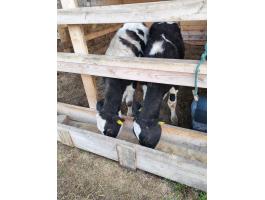 Holstein üszők eladók