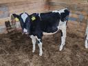 Holstein üszők eladók
